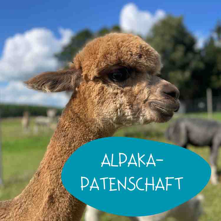 Alpaka Patenschaft