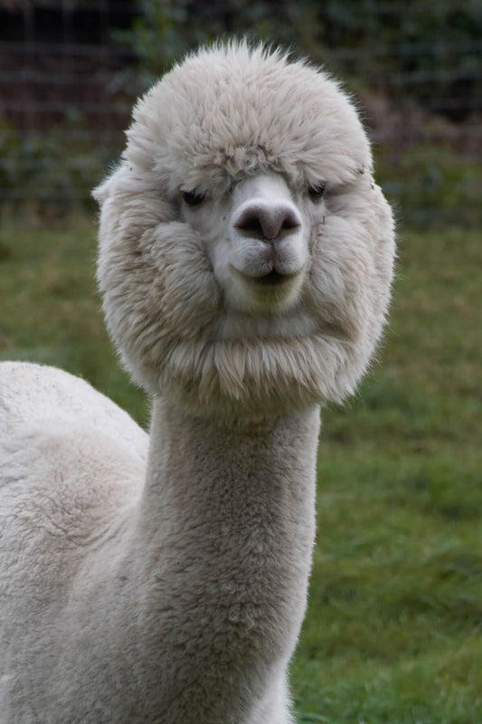 Privatschulung für Alpaka-Interessierte