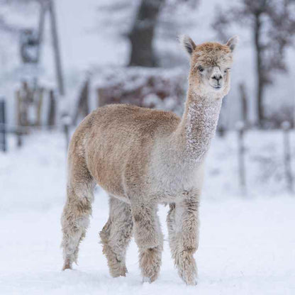 Alpaka Kadisha im Schnee